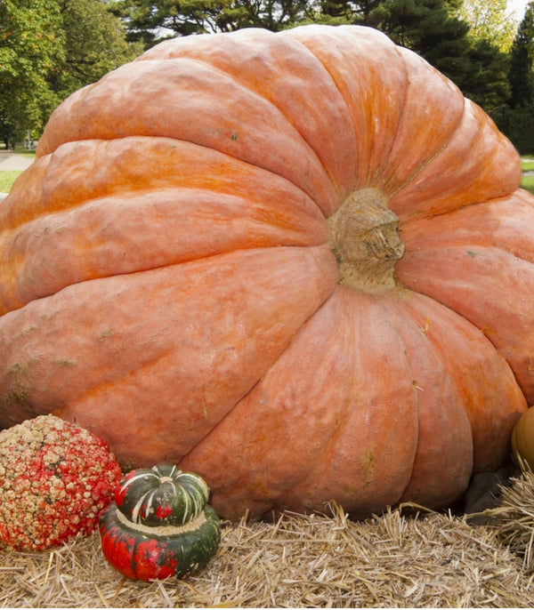 Pumpkin Dills Atlantic Giant